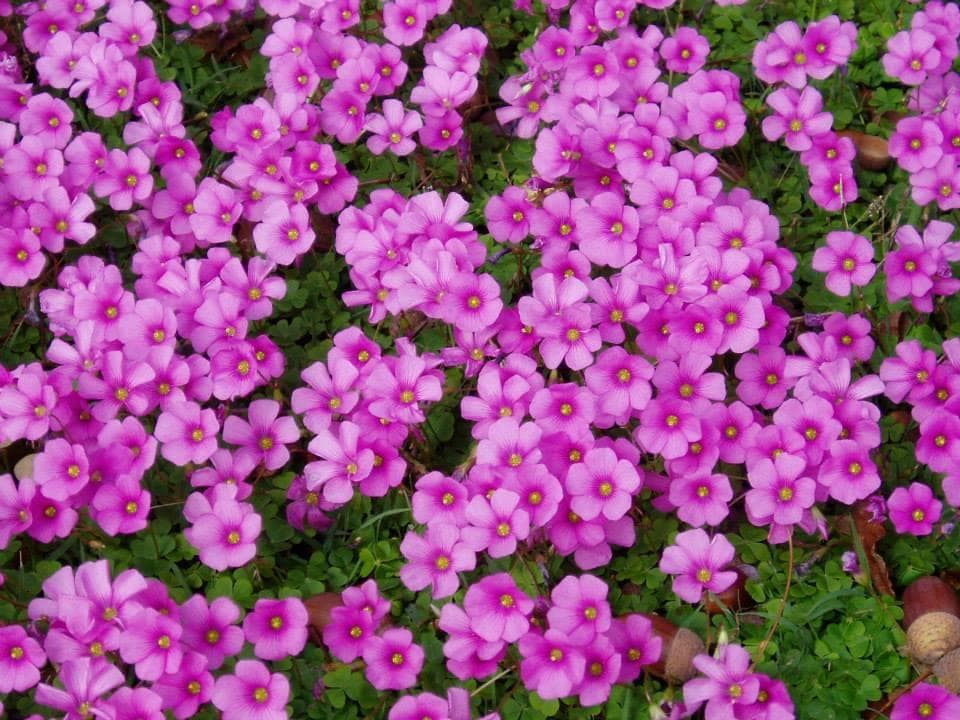 Fondo flores